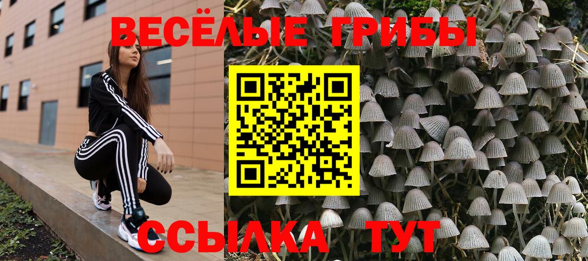 Галлюциногенные грибы Psilocybe Павловский Посад